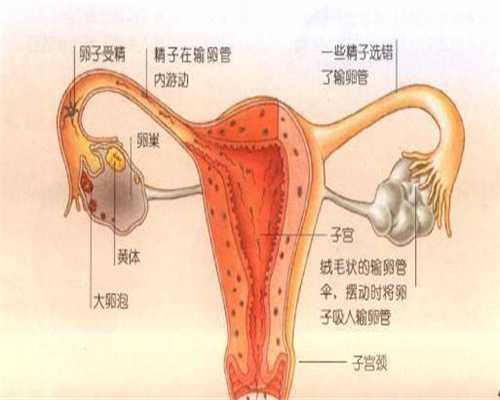 武汉供卵生子,孕期，胎宝宝的六大求救信号，孕